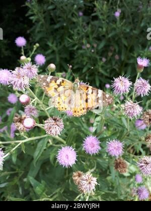 Frühling Schmetterling Klette auf Klette Blumen. Vanessa cardui Stockfoto