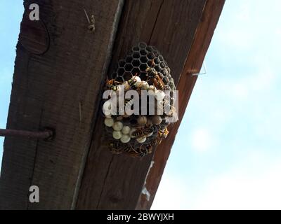 Wespen sind Polys, Nestwespen auf einem Brett unter dem Dach. Stockfoto