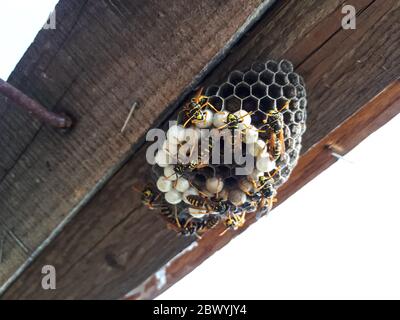 Wespen sind Polys, Nestwespen auf einem Brett unter dem Dach. Stockfoto