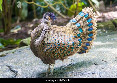 Der Malayische Pfauenfasan (Polyplectron malacense) ist ein mittelgroßer Fasan der Galliform Familie Phasianidae. Stockfoto