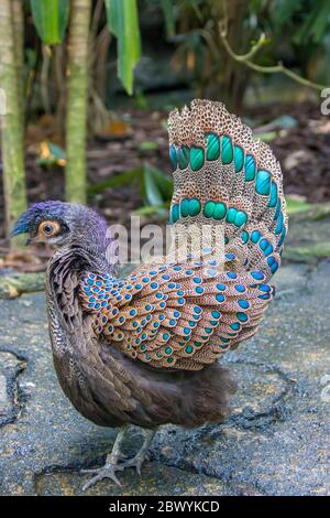 Der Malayische Pfauenfasan (Polyplectron malacense) ist ein mittelgroßer Fasan der Galliform Familie Phasianidae. Stockfoto