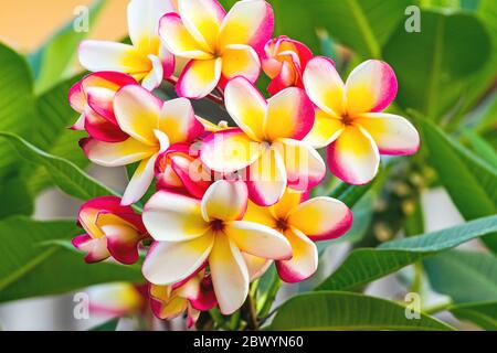 Weiß, rosa und gelb Plumeria spp. (frangipani Blumen, Frangipani, Pagodenbaum oder Tempelbaum) auf natürlichem Hintergrund Stockfoto