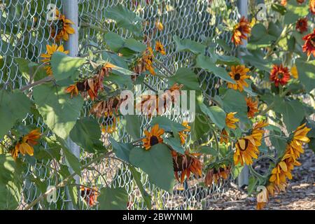 Sonnenblumen in voller Blüte unter einem strahlend blauen Himmel mit flauschigen weißen Wolken Stockfoto