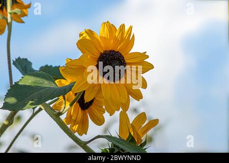 Sonnenblumen in voller Blüte unter einem strahlend blauen Himmel mit flauschigen weißen Wolken Stockfoto