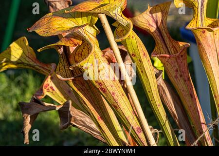 Orange und grün gefleckte fleischfressende Kannenpflanzen in der Nachmittagssonne Stockfoto