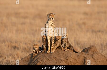 Erwachsene Gepardenin mit ihren vier kleinen Jungen auf einem Termitenhügel im Serengeti Nationalpark Tansania Stockfoto