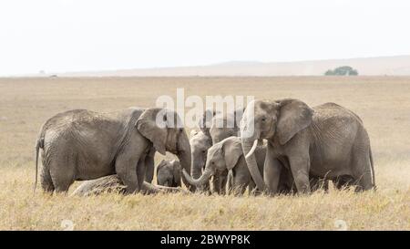 Elefantenherde versammelt sich um ein toter Familienmitglied Serengeti Tansania Stockfoto