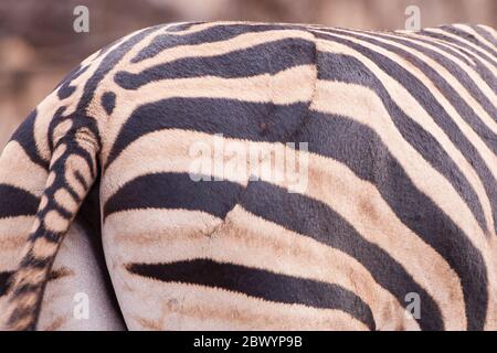 Heilte Wunde von einem Löwenangriff auf einen Zebra Kruger Park Südafrika Stockfoto