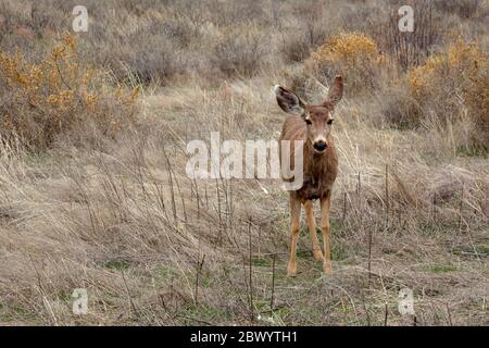 NM00449-00...NEW MEXICO - EIN Maultier Hirsch grast auf einer Wiese entlang des Main Loop Trail in Bandelier National Monument. Stockfoto