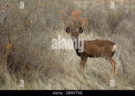 NM00453-00...NEW MEXICO - EIN Maultier Hirsch grast auf einer Wiese entlang des Main Loop Trail in Bandelier National Monument. Stockfoto