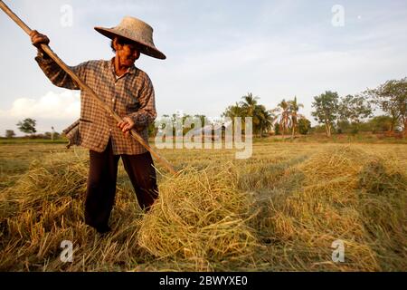 Nakhon Sawan, Thailand. Juni 2020. Ein thailändischer Bauer sammelt Stroh auf einem Reisfeld in der Provinz Nakhon Sawan nördlich von Bangkok. Quelle: SOPA Images Limited/Alamy Live News Stockfoto