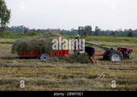 Nakhon Sawan, Thailand. Juni 2020. Thailändische Bauern laden Stroh auf einen motorisierten Pflug auf einem Reisfeld in der Provinz Nakhon Sawan, nördlich von Bangkok. Quelle: SOPA Images Limited/Alamy Live News Stockfoto