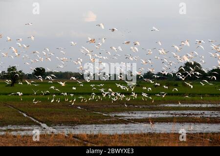 Nakhon Sawan, Thailand. Juni 2020. Eine Vogelschar fliegt über einen Reis, der in der Provinz Nakhon Sawan nördlich von Bangkok abgelegt ist. Quelle: SOPA Images Limited/Alamy Live News Stockfoto