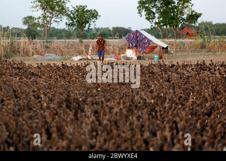 Nakhon Sawan, Thailand. Juni 2020. Ein thailändischer Bauer kümmert sich um eine Herde Enten in der Nähe eines Reisfeldes in der Provinz Nakhon Sawan, nördlich von Bangkok. Quelle: SOPA Images Limited/Alamy Live News Stockfoto
