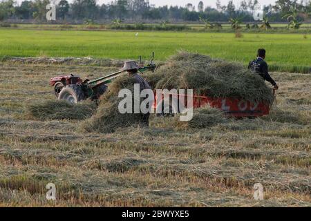 Nakhon Sawan, Thailand. Juni 2020. Ein thailändischer Bauer lädt Stroh auf einen motorisierten Pflug auf einem Reisfeld in der Provinz Nakhon Sawan, nördlich von Bangkok. Quelle: SOPA Images Limited/Alamy Live News Stockfoto