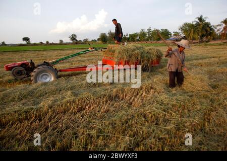Nakhon Sawan, Thailand. Juni 2020. Thailändische Bauern laden Stroh auf einen motorisierten Pflug auf einem Reisfeld in der Provinz Nakhon Sawan, nördlich von Bangkok. Quelle: SOPA Images Limited/Alamy Live News Stockfoto