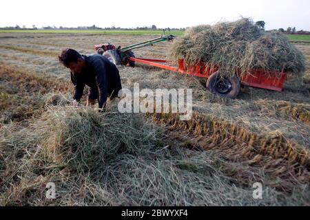 Nakhon Sawan, Thailand. Juni 2020. Ein thailändischer Bauer lädt Stroh auf einen motorisierten Pflug auf einem Reisfeld in der Provinz Nakhon Sawan, nördlich von Bangkok. Quelle: SOPA Images Limited/Alamy Live News Stockfoto