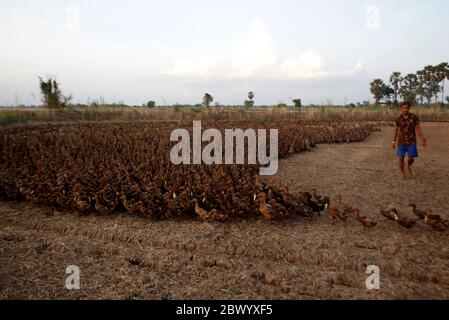 Nakhon Sawan, Thailand. Juni 2020. Ein thailändischer Bauer kümmert sich um eine Herde Enten in der Nähe eines Reisfeldes in der Provinz Nakhon Sawan, nördlich von Bangkok. Quelle: SOPA Images Limited/Alamy Live News Stockfoto