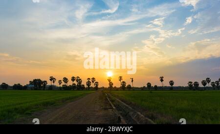 Sonnenuntergang Blick in Reisfeld bei Phatomthani Thailand Stockfoto