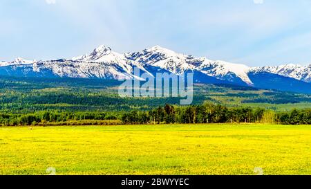 Löwenzahn auf einer Wiese in den Cariboo Mountains in der Nähe von Valemount, British Columbia, an der Blackman Rd zwischen Tête Jaune Cache und Valemount, BC, Kanada Stockfoto