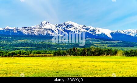 Löwenzahn auf einer Wiese in den Cariboo Mountains in der Nähe von Valemount, British Columbia, an der Blackman Rd zwischen Tête Jaune Cache und Valemount, BC, Kanada Stockfoto