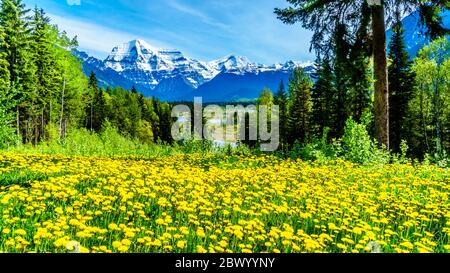 Löwenzahn füllte die Wiese mit dem Mount Robson im Hintergrund im Mount Robson Provincial Park in British Columbia, Kanada Stockfoto