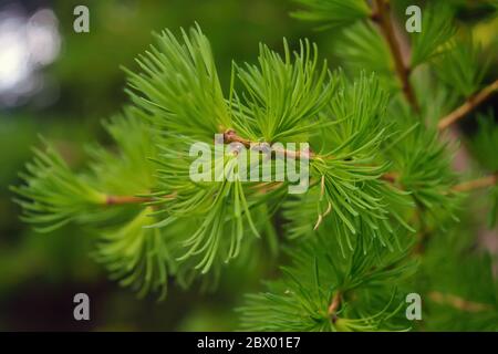 Grüner Lärchenzweig mit jungen Blättern auf einem verschwommenen natürlichen Hintergrund an einem Frühlingstag. Natürlicher Hintergrund von jungen grünen Lärchennadeln. Stockfoto