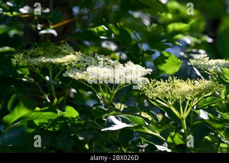 Berlin, Deutschland. Juni 2020. Blumen auf einem älteren Busch. Quelle: Jens Kalaene/dpa-Zentralbild/ZB/dpa/Alamy Live News Stockfoto