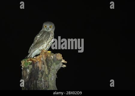 Brauner Habicht-Eule, Ninox scutulata, Latpanchar, Mahananda Wild Life Sanctuary, Darjeeling, North Bengal, Indien Stockfoto