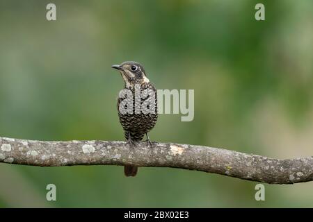 Kastanienbauchdrossel, Monticola rufiventris, Weiblich, Latpanchar, Mahananda Wild Life Sanctuary, Darjeeling, North Bengal, Indien Stockfoto