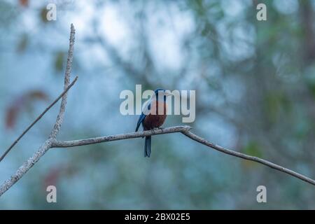 Kastanienbauchdrossel, Monticola rufiventris, Latpanchar, Mahananda Wild Life Sanctuary, Darjeeling, North Bengal, Indien Stockfoto