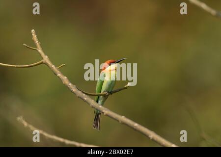 Kastanienkopfbienfresser, Merops leschenaulti, Latpanchar, Mahananda Wild Life Sanctuary, Darjeeling, North Bengal, Indien Stockfoto