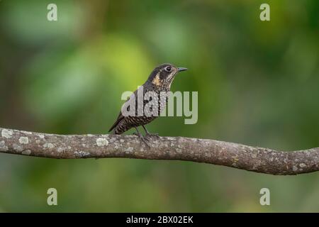 Einfacher Blumenpecker, Dicaeum minullum, Latpanchar, Mahananda Wild Life Sanctuary, Darjeeling, North Bengal, Indien Stockfoto