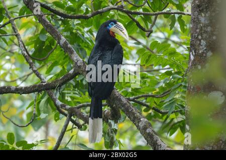 Rothalshornbill, Aceros nipalensis, Latpanchar, Mahananda Wild Life Sanctuary, Darjeeling, Nordbengalen, Indien Stockfoto