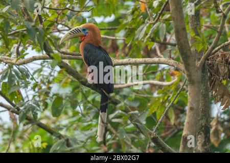 Rothalshornbill, Aceros nipalensis, Latpanchar, Mahananda Wild Life Sanctuary, Darjeeling, Nordbengalen, Indien Stockfoto