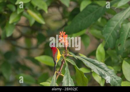 Mrs. Goulds Sonnenvogel, Aethopyga gouldiae, Male, Latpanchar, Mahananda Wild Life Sanctuary, Darjeeling, North Bengal, Indien Stockfoto