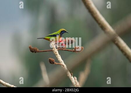 Orangenbauchvogel, Chloropsis hardwickii, Mahananda Wild Life Sanctuary, Darjeeling, Nordbengalen, Indien Stockfoto