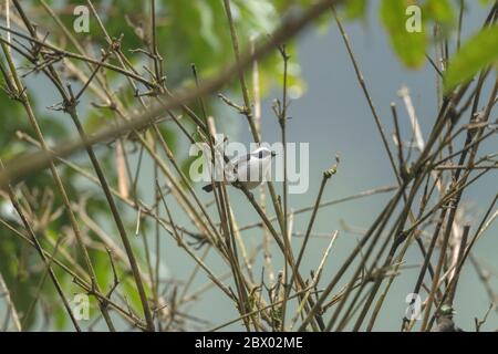 Europäischer Fliegenfänger, Ficedula hypoleuca, Neora Valley National Park, Kalimpong District, West Bengalen, Indien Stockfoto