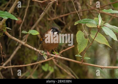 Schwarzgesichtige Lauchdrossel, Trochalopteron affine, Gorumara National Park, West Bengalen, Indien Stockfoto