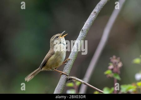 Braunflankiger Buschwalder, Horornis fortipes, Lava, Kalimpong District, West Bengalen, Indien Stockfoto