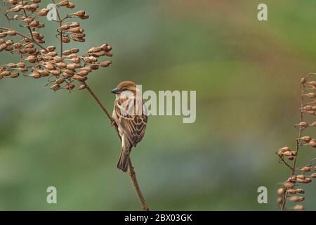 Rotwildrossler, Passer rutilans, Weiblich, Lava, Kalimpong District, West Bengalen, Indien Stockfoto