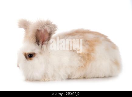 Angora vor weißem Hintergrund Stockfoto