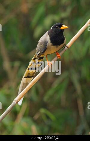 Gelbschnabelelster, Urocissa flavirostris, Gorumara National Park, West Bengalen, Indien Stockfoto