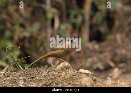 Schwarzgesichtige Lauchdrossel, Trochalopteron affine, Gorumara National Park, West Bengalen, Indien Stockfoto