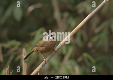 Schwarzgesichtige Lauchdrossel, Trochalopteron affine, Gorumara National Park, West Bengalen, Indien Stockfoto