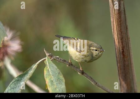 Buffbarren-Waldsänger, Phylloscopus pulcher, Lava, Kalimpong District, West Bengalen, Indien Stockfoto