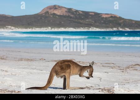 Ein Känguru füttern am Strand von Lucky Bay im Cape Le Grand National Park, in der Nähe von Esperance, Westaustralien Stockfoto