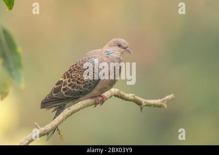 Turtle Dove, Streptopelia turtur, Lava, Kalimpong District, West Bengalen, Indien Stockfoto