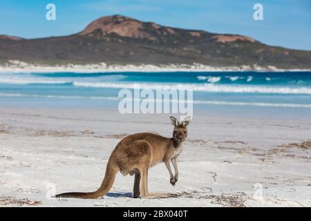 Ein Känguru füttern am Strand von Lucky Bay im Cape Le Grand National Park, in der Nähe von Esperance, Westaustralien Stockfoto