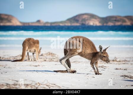 Zwei Kängurus füttern am Strand von Lucky Bay im Cape Le Grand National Park, in der Nähe von Esperance, Westaustralien Stockfoto